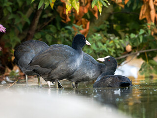 Foulques macroules (Fulica atra) au bord du lac du Bois de Boulogne à Paris.