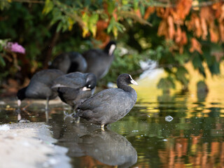 Foulques macroules (Fulica atra) au bord du lac du Bois de Boulogne à Paris.