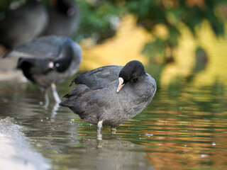 Foulques macroules (Fulica atra) au bord du lac du Bois de Boulogne à Paris.