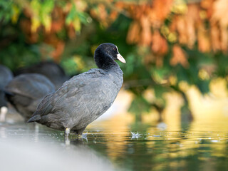 Foulques macroules (Fulica atra) au bord du lac du Bois de Boulogne à Paris.