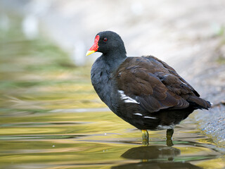 Gallinule poule-d’eau (Gallinula chloropus) au Bois de Boulogne à Paris.