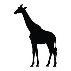 Black Silhouette of a Standing Giraffe, Giraffe Side View Silhouette, Simple Giraffe Vector Graphic, silhouette, vector, illustration.