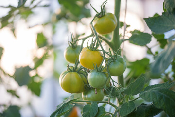 Tomatoes ripen in the greenhouse in the summer.