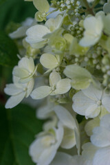 Beautiful varietal hydrangeas in the summer garden