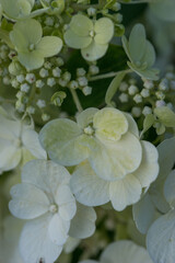 Beautiful varietal hydrangeas in the summer garden
