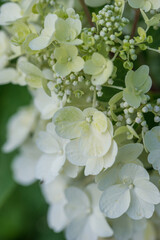 Beautiful varietal hydrangeas in the summer garden