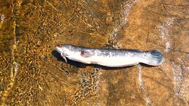 The body of Giant snakehead fish on brown ground with flowing water, Black and white stripes of this large freshwater fish in Thailand