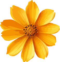   illustration single yellow cosmos flower