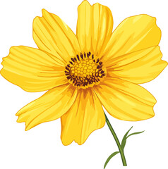 Fototapeta premium illustration single yellow cosmos flower