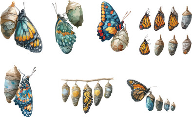 Watercolor Cocoon and Butterfly Clipart © dian's