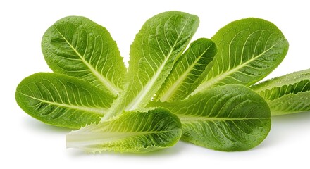 Vibrant, crisp romaine lettuce leaves glistening with fresh water droplets, showcasing healthy, organic produce perfect for culinary inspiration and vibrant salads.