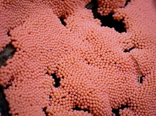Macro view of pink slime mold (Lycogala epidendrum) forming dense clusters of spherical fruiting bodies on decaying wood, Bükk Mountains, Hungary.