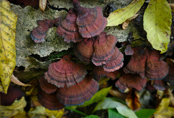 Colorful red bracket fungi growing on a decaying tree trunk in the Bükk Mountains, Hungary. Fan-shaped caps with concentric texture and autumn leaves around.