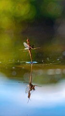 Insect on Water Surface Reflection