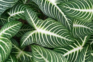 Caladium lindenii,also known as angel wings. A beautiful plant with decorative leaves. Top view.
