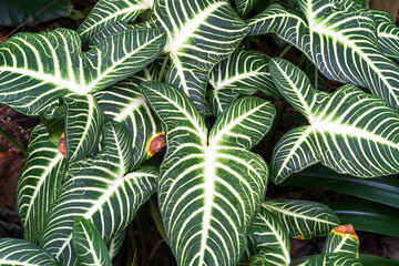 Caladium lindenii,also known as angel wings. Plant leaf disease.Plant leaf disease, yellow-brown spots