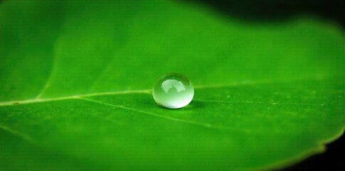 A single, perfectly formed dewdrop glistening on a vibrant green leaf, isolated on a stark white surface. Extreme macro shot of a single, perfectly spherical dewdrop resting on the surface of a