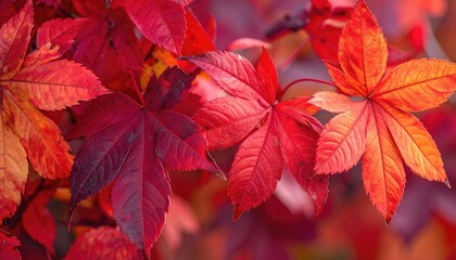 Vibrant fall foliage close-up (1)