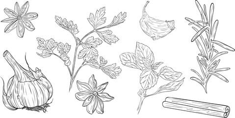 Set, clipart of monochrome botanical fragrant herb drawing of parsley, basil, garlic, star anise, cinnamon stick, rosemary. Graphic hand drawn ink vector. Good for cooking, spa, menu, decor, stickers © Ekaterina
