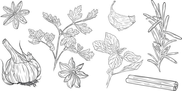 Set, clipart of monochrome botanical fragrant herb drawing of parsley, basil, garlic, star anise, cinnamon stick, rosemary. Graphic hand drawn ink vector. Good for cooking, spa, menu, decor, stickers