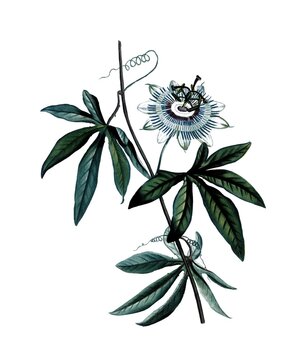 Blaue Passionsblume, Blue passion flower, Passiflora caerulea