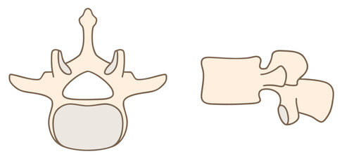 第3腰椎（L3）の解剖学、上面図と側面図01