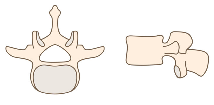 第3腰椎（L3）の解剖学、上面図と側面図01