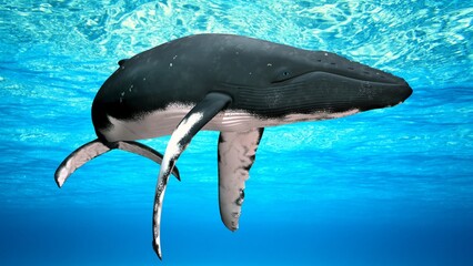 Obraz premium Whale Swimming Gracefully Inside the Deep Sea 