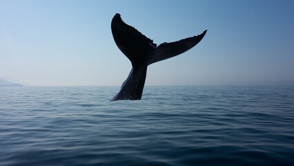 Playful Whale Splashing Water with Its Tail 
