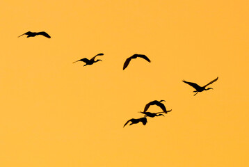 A flock of birds flying in the sky