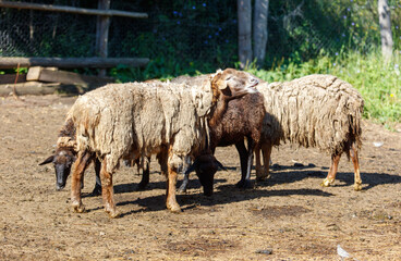 Obraz premium Three sheep are standing in a dirt field