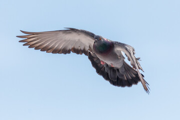 A pigeon is flying in the sky