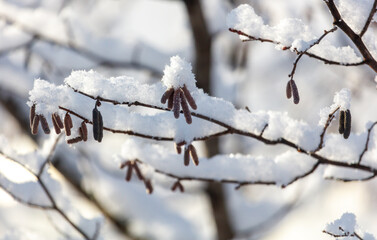 A branch covered in snow and a few buds