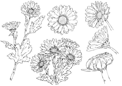 小菊 Images – Browse 2,969 Stock Photos, Vectors, and Video
