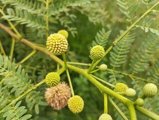 Close up of Leucaena flowers (Leucaena leucocephala) in outdoor garden, Tropical plant 