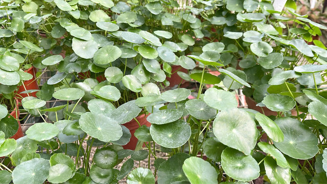 Pilea peperomioides, the Chinese money plant, UFO , pancake , lefse or missionary plant, is a species of flowering plant in the nettle family Urticaceae.