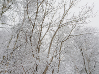 木々に降り積もった雪