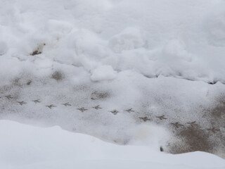 雪に付いた鳥の足跡