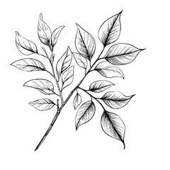 Fototapeta premium A twig with spring leaves, a black and white sketch. Digital illustration. Summer foliage on the branches of trees, the pattern is isolated on a white background