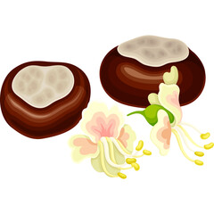 Two Brown Horse Chestnuts With Two White and Pink Flowers On A Transparent Background Representing Autumn And Nature In A Simple Illustration