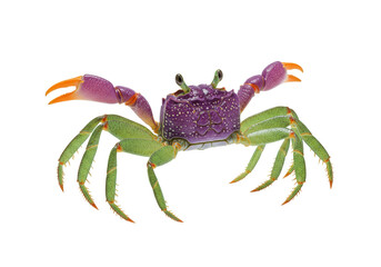 Isolated Gecarcinus quadratus crab, bright color, animal biology and tropical wildlife