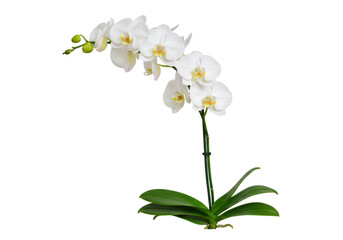 Isolated plant with white blossoms and green leaves, nature in full bloom, seasonal beauty