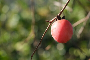 熟した柿