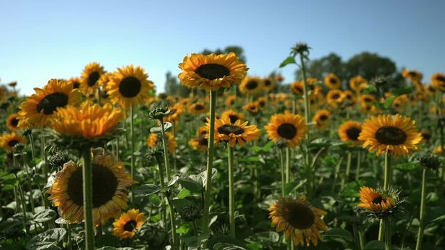 Sunflowers fill the field under a clear blue sky. Bright golden blooms sway gently in the summer breeze in a peaceful countryside landscape.
