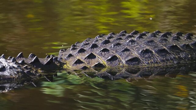 Alligator Scute Scales Close Up in Tannic Water