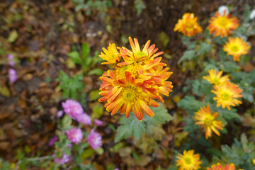 December flowers - reddish yellow semidouble Chrysanthemums in bloom