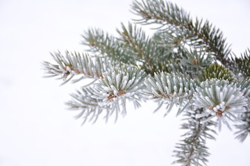 Frosted Fir Branch in Winter isolated on white