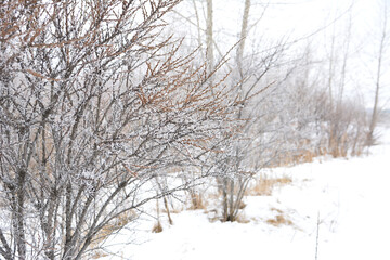 Frosted Winter Branches in a Snowy Landscape in the forest