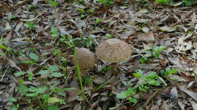 During autumn you can find Parasol mushrooms in the forest, they are tasty and edible.