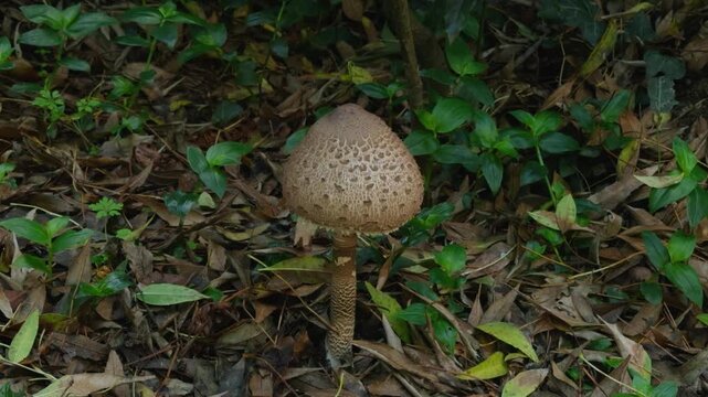 Parasol mushrooms can be found everywhere in the forest in autumn.